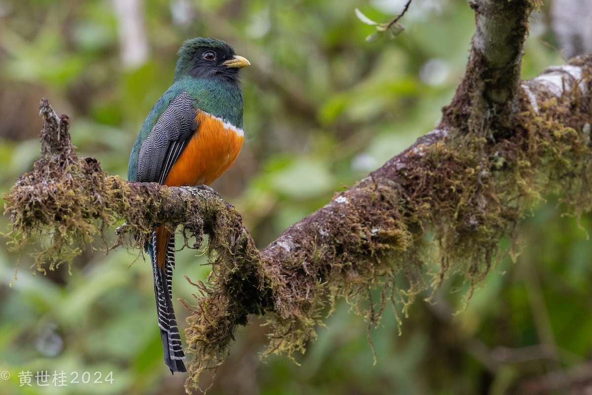 Collared Trogon (Orange-bellied) - ML618269523