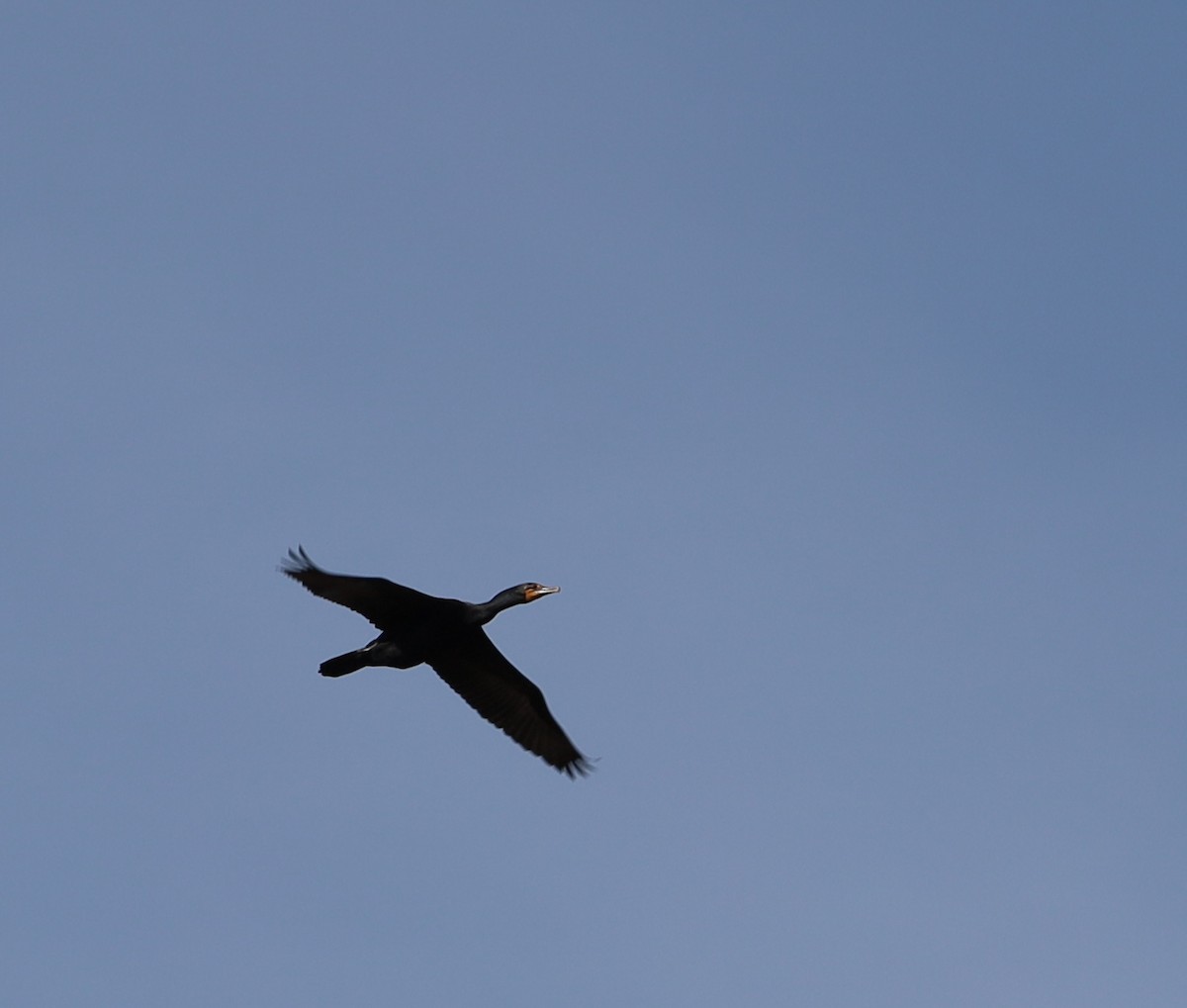 Double-crested Cormorant - ML618269529