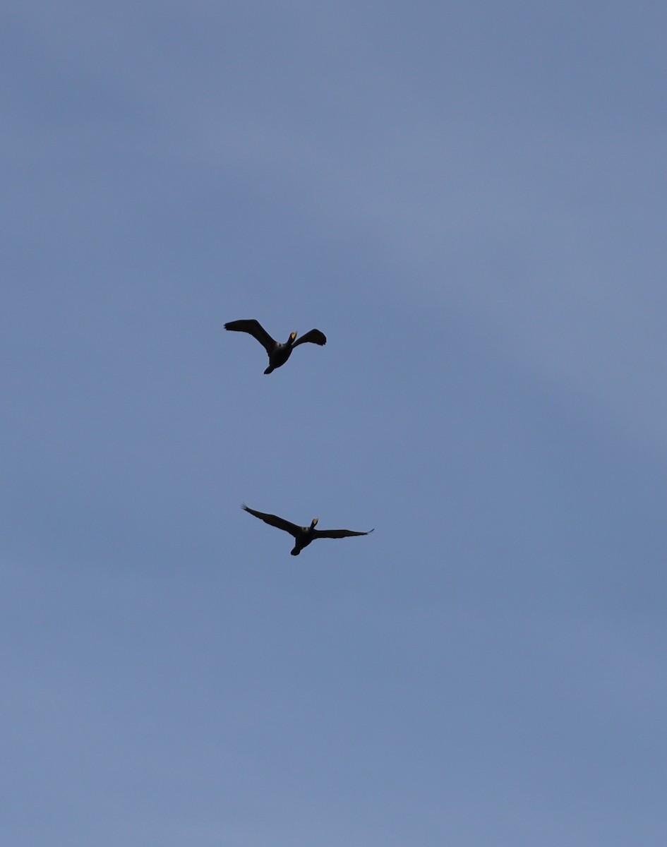 Double-crested Cormorant - Birch D
