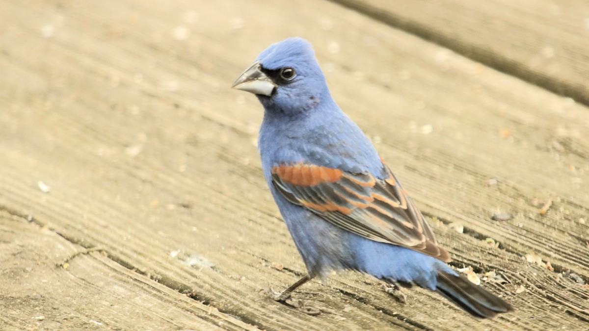 Blue Grosbeak - ML618269555