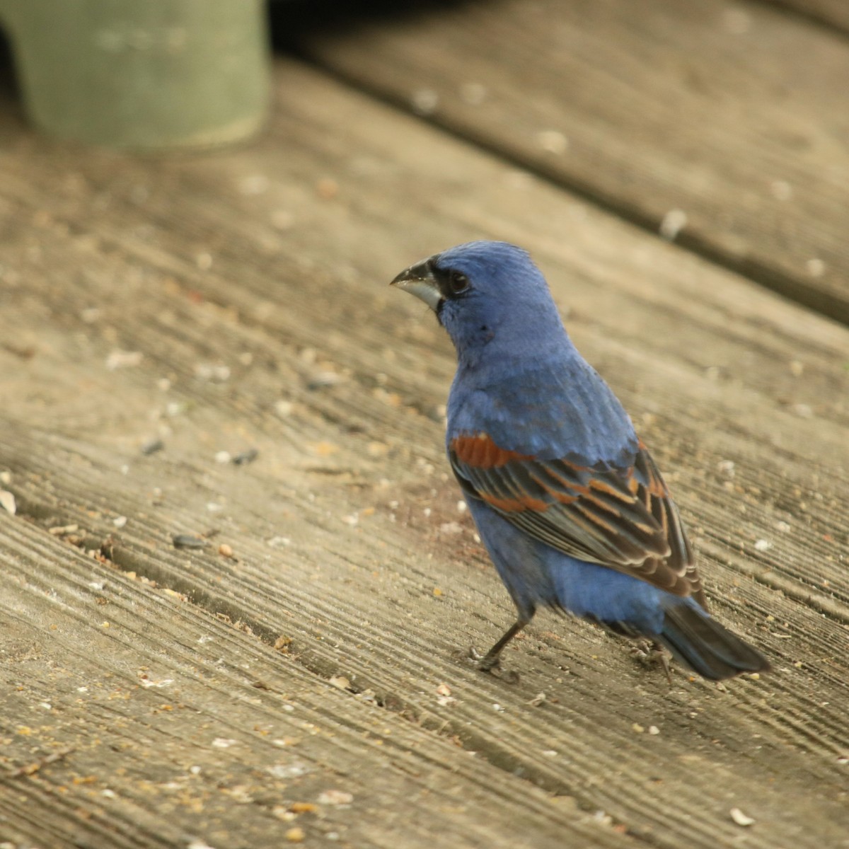 Blue Grosbeak - ML618269556