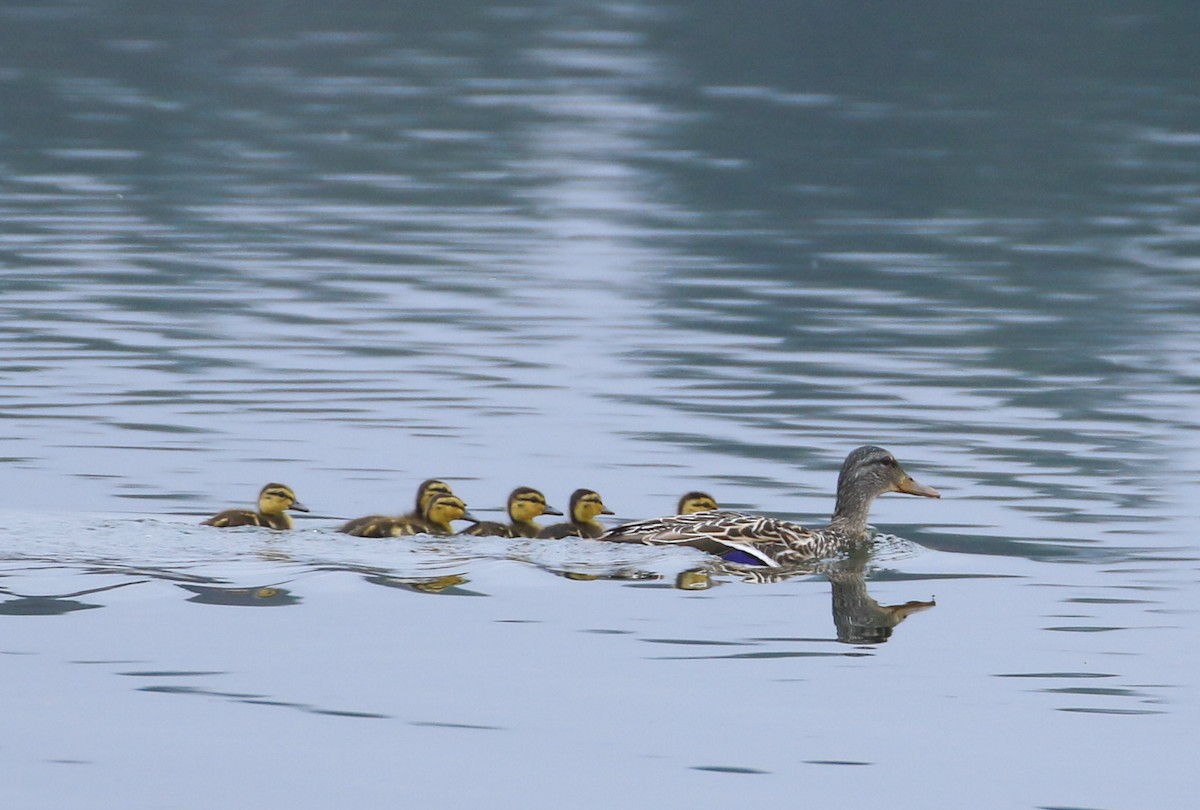 Mallard - Robert Dixon