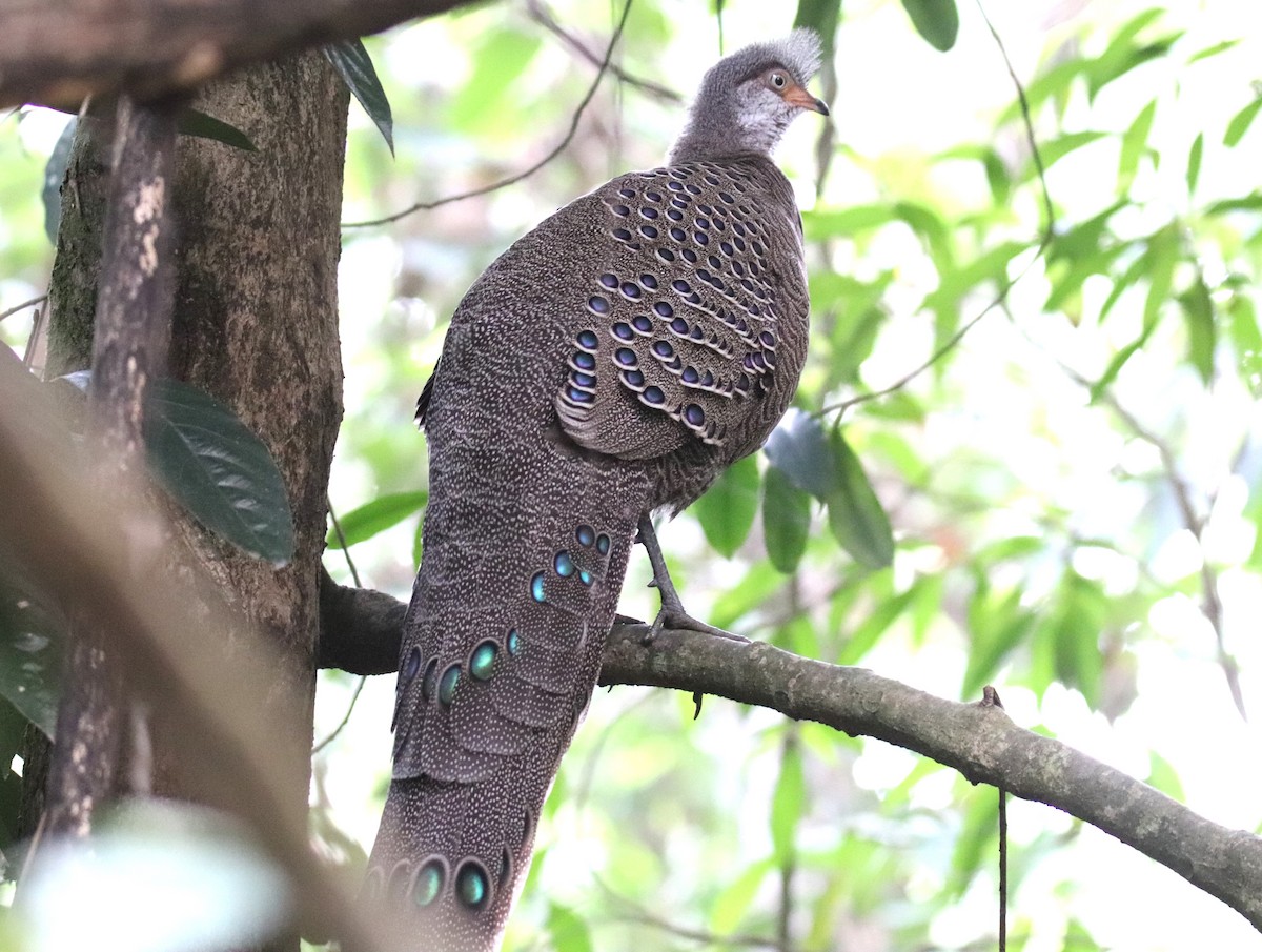 Gray Peacock-Pheasant - ML618269611