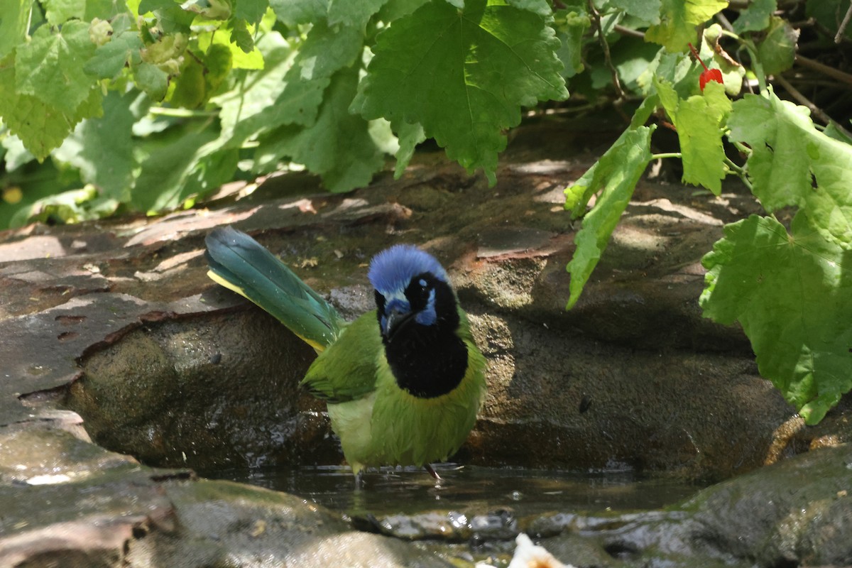 Green Jay - Janet Ellis