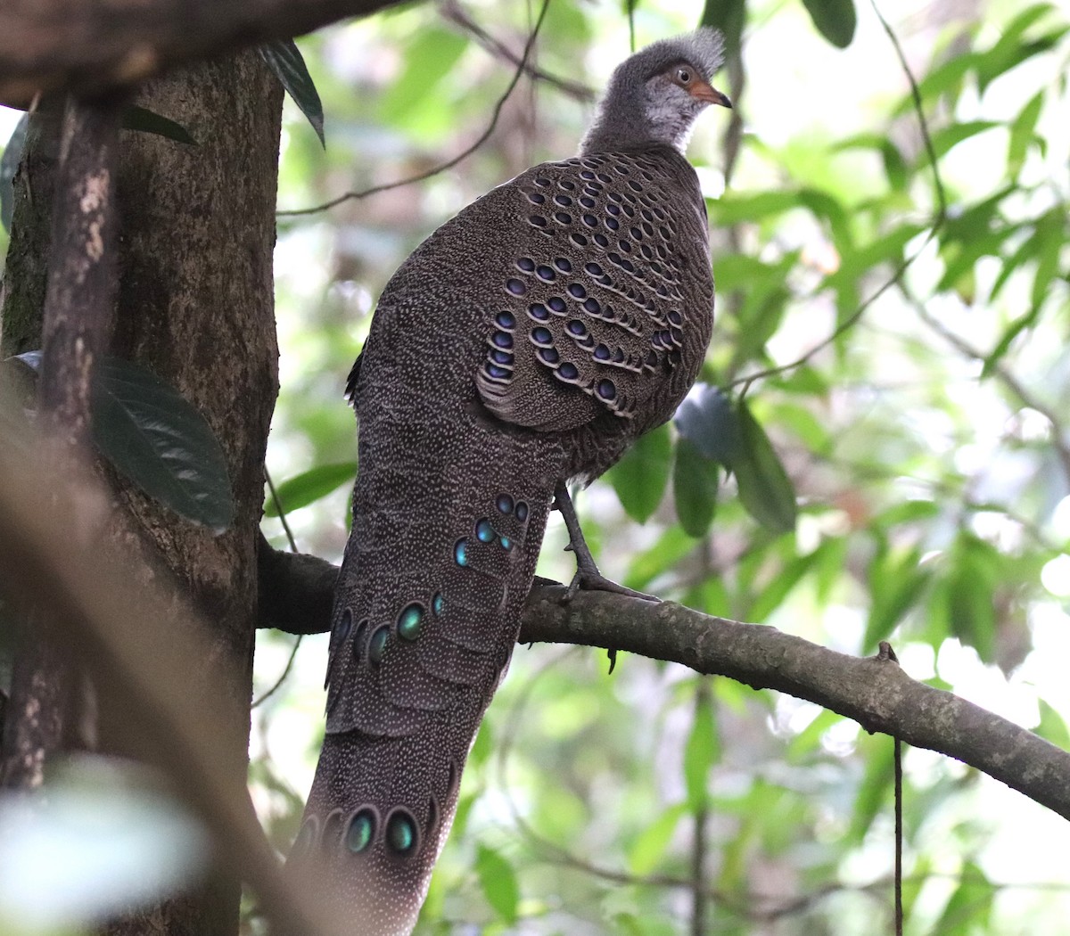 Gray Peacock-Pheasant - ML618269636