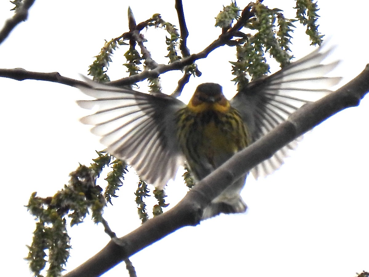 Cape May Warbler - ML618269641