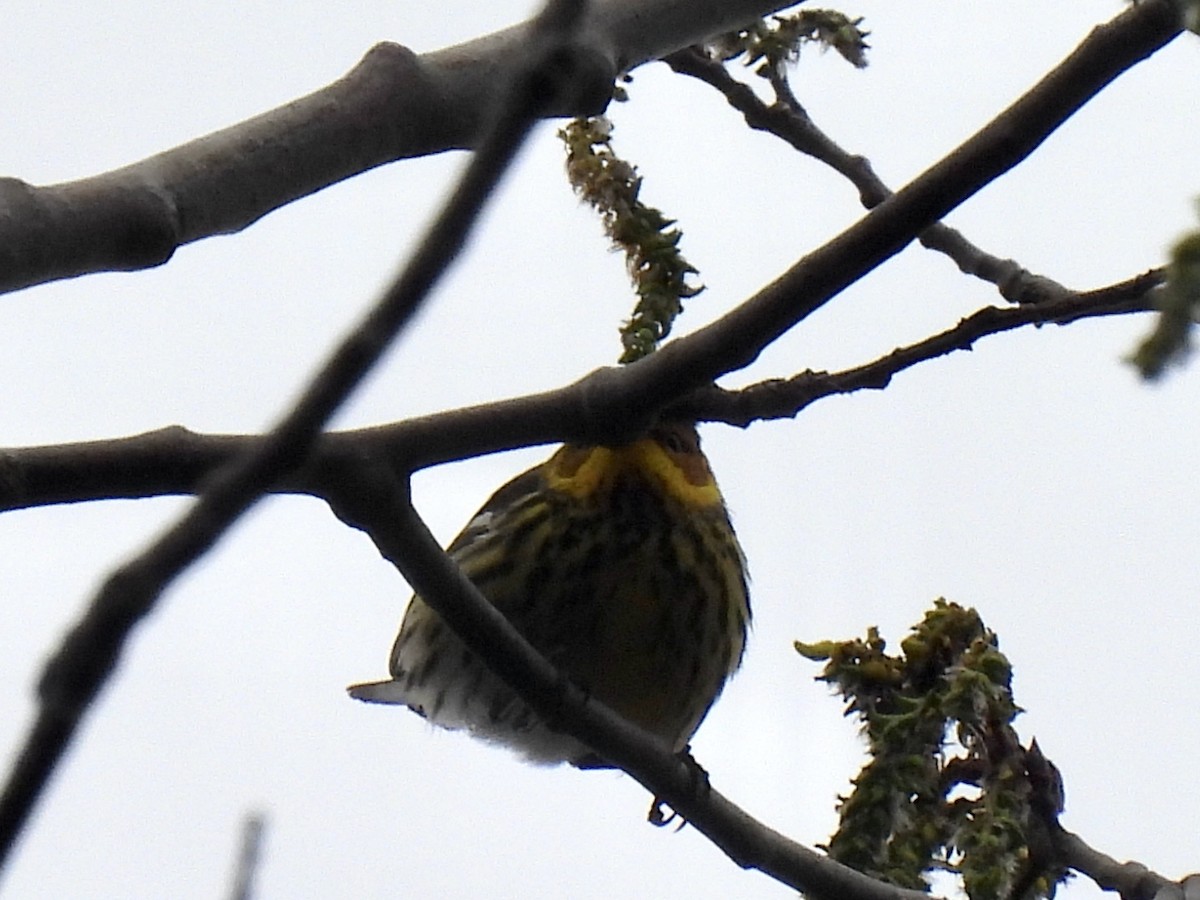 Cape May Warbler - ML618269667