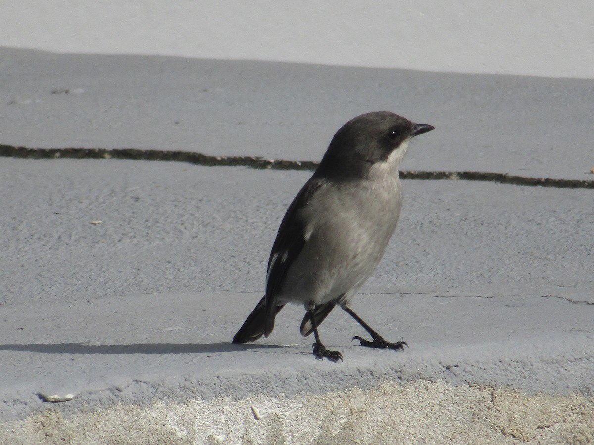 Fiscal Flycatcher - Gareth Bain