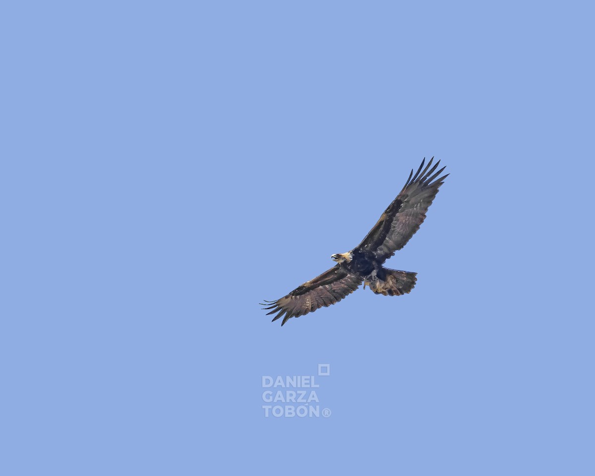 Golden Eagle - Daniel  Garza Tobón