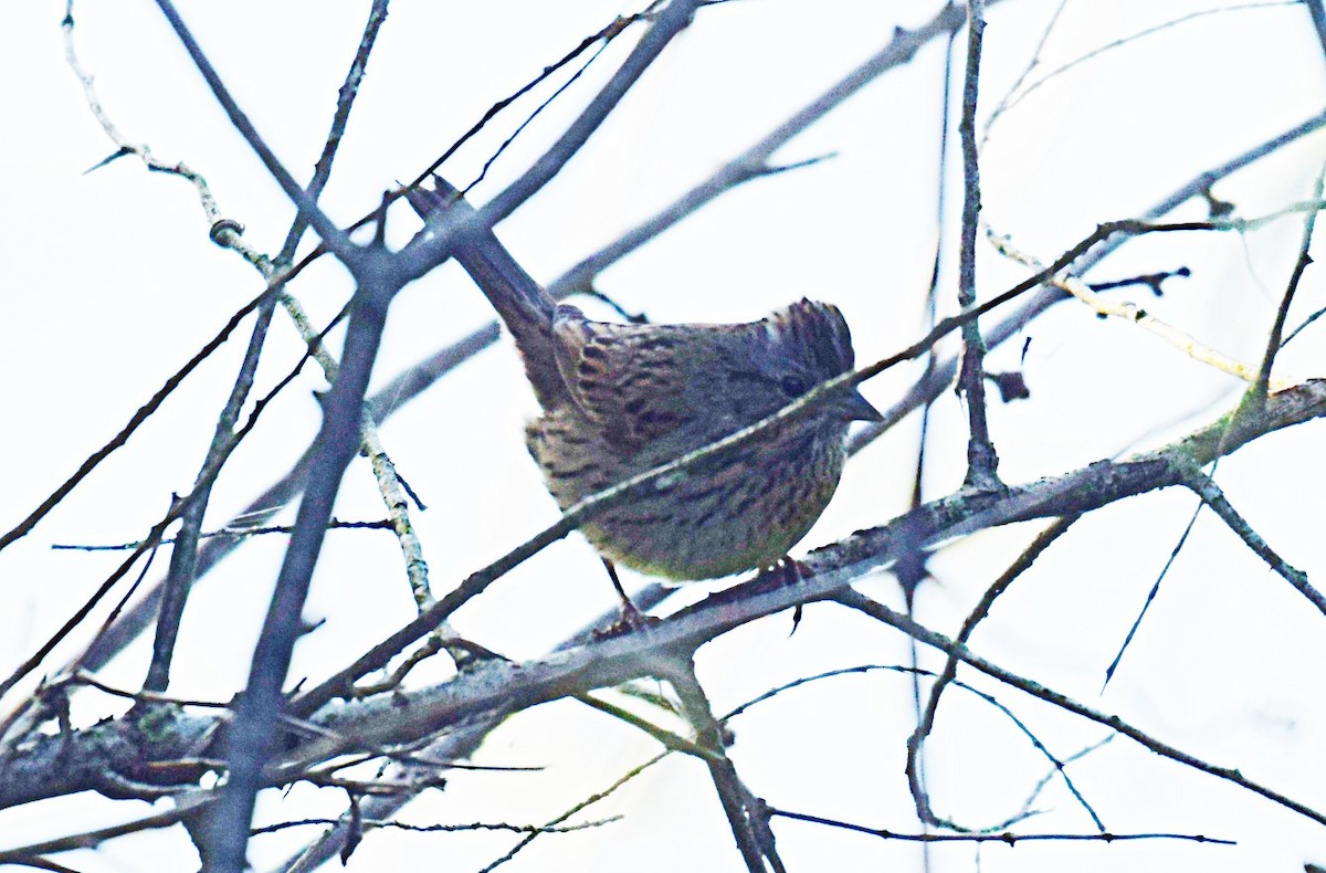 Lincoln's Sparrow - Hugh Barger