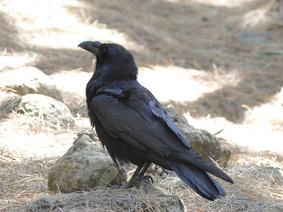 Common Raven - ML618269715