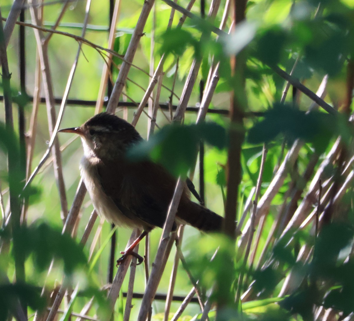 Marsh Wren - Santo A. Locasto