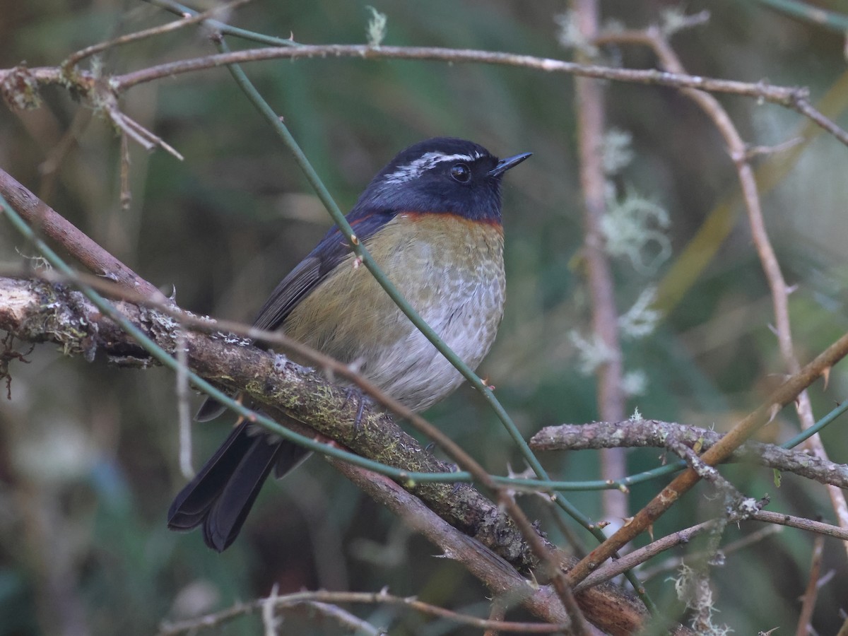 Collared Bush-Robin - Toby Austin