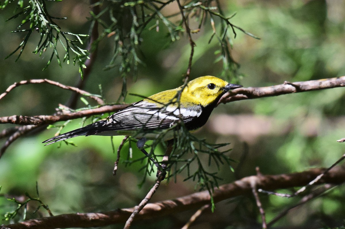 Black-throated Green Warbler - Hugh Barger