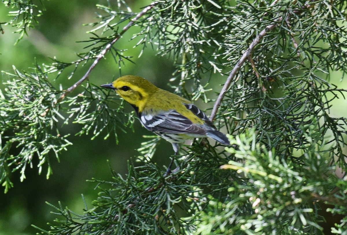 Black-throated Green Warbler - Hugh Barger