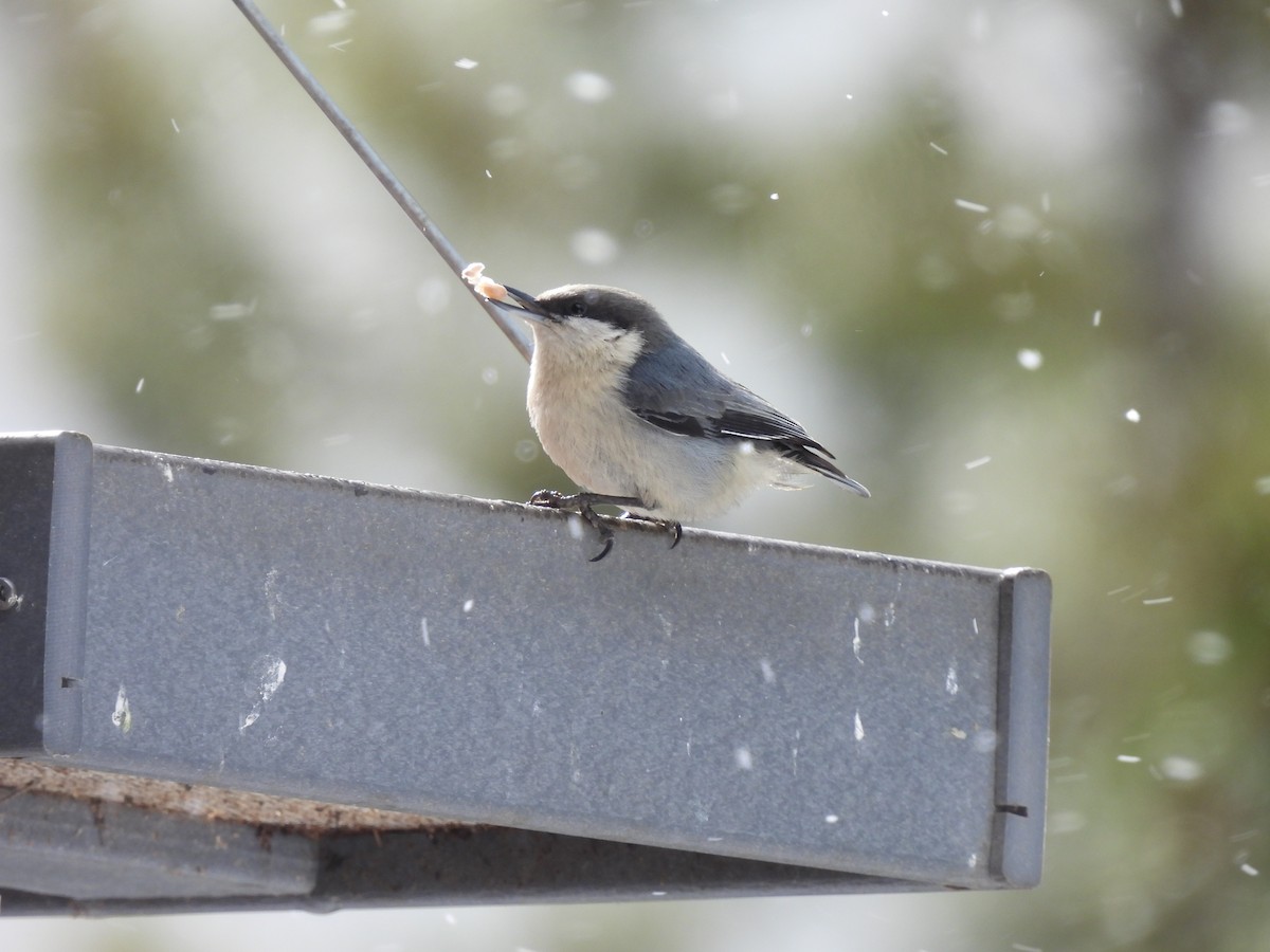 Pygmy Nuthatch - ML618269746