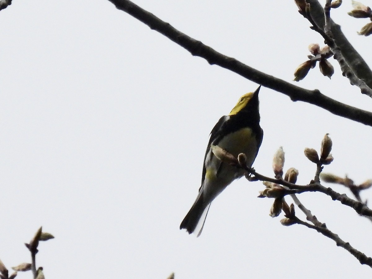 Black-throated Green Warbler - ML618269748