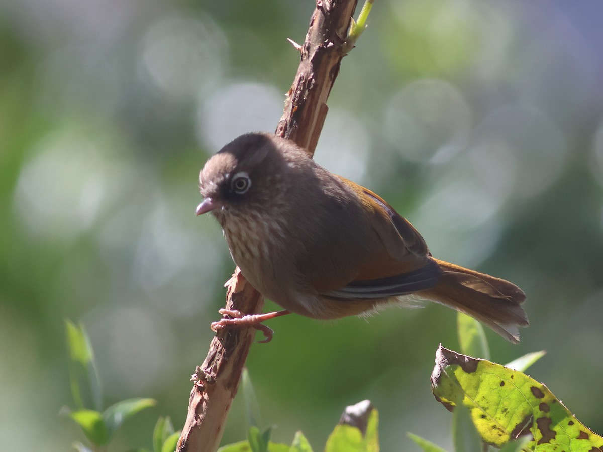 Taiwan Fulvetta - Toby Austin