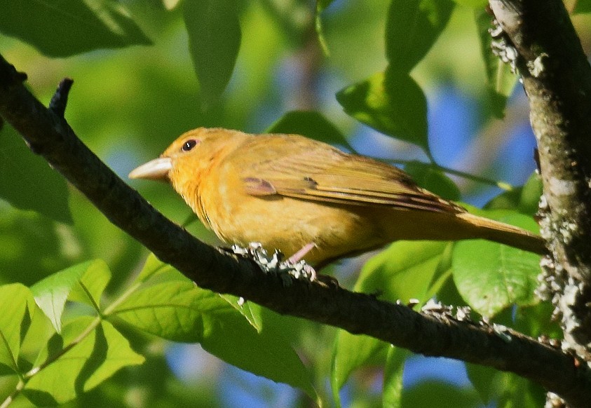 Summer Tanager - Hugh Barger