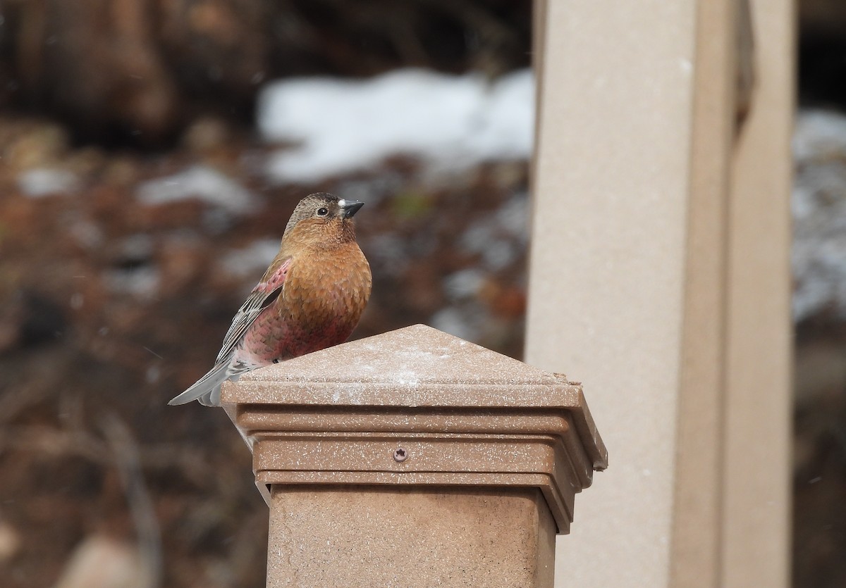 Brown-capped Rosy-Finch - ML618269765