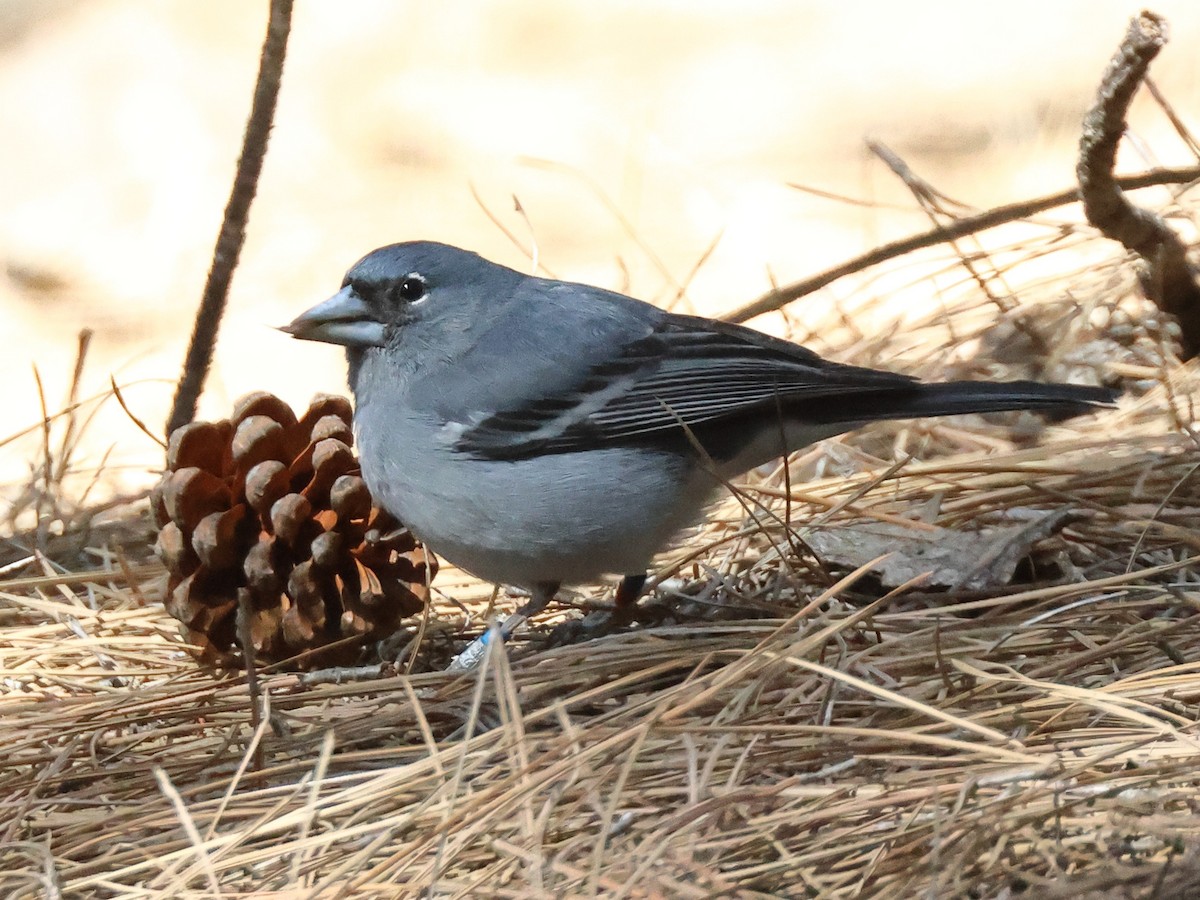 Gran Canaria Blue Chaffinch - Jesus Miguel Remírez Gómez