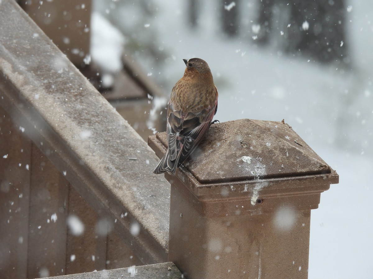 Brown-capped Rosy-Finch - ML618269779