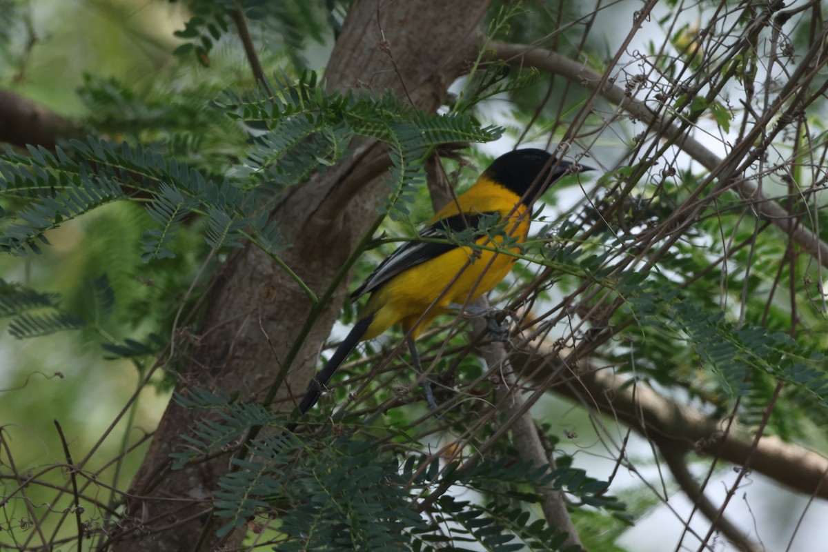 Audubon's Oriole - Janet Ellis