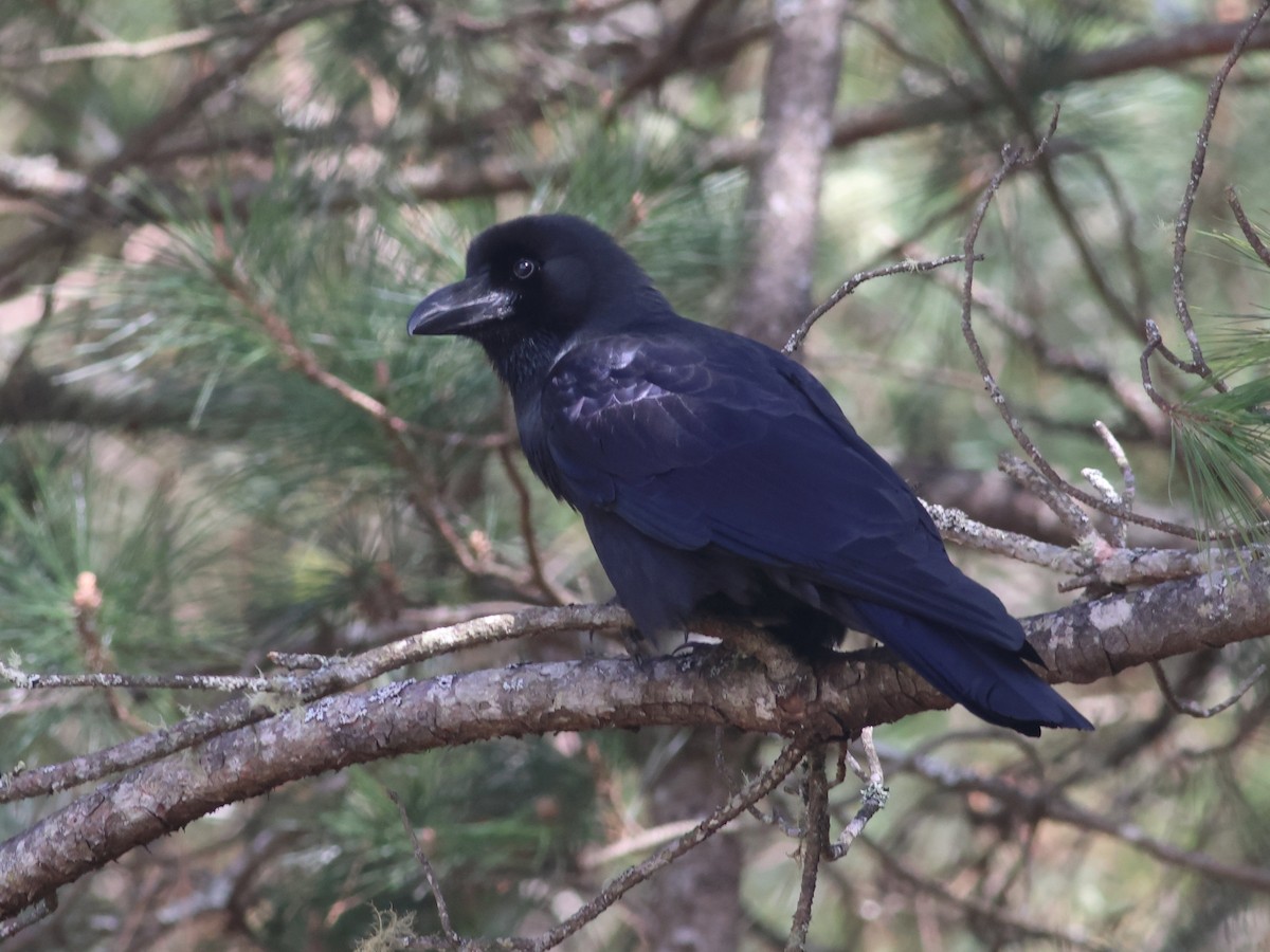 Large-billed Crow (Large-billed) - Toby Austin