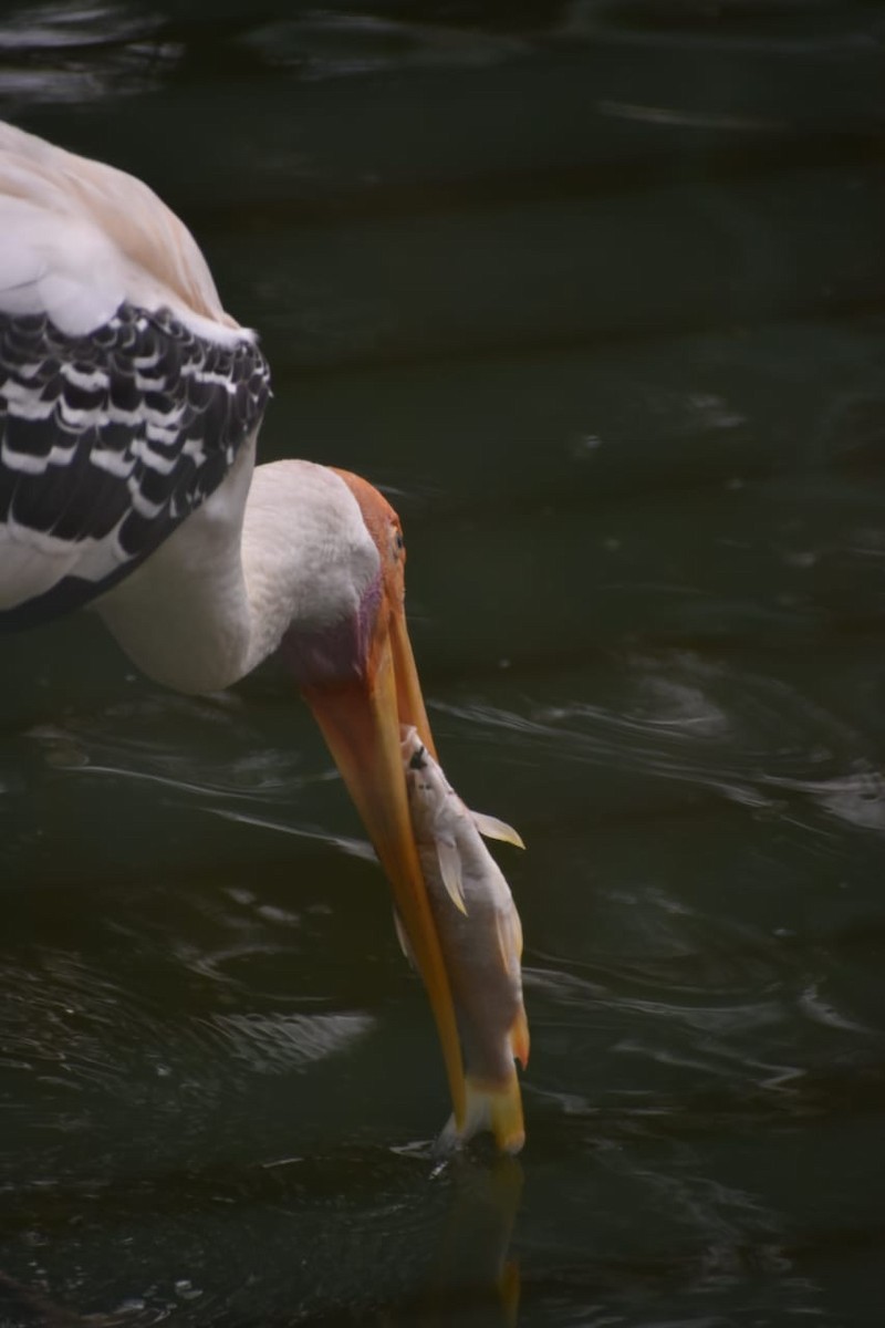 Painted Stork - Anuj Kumar