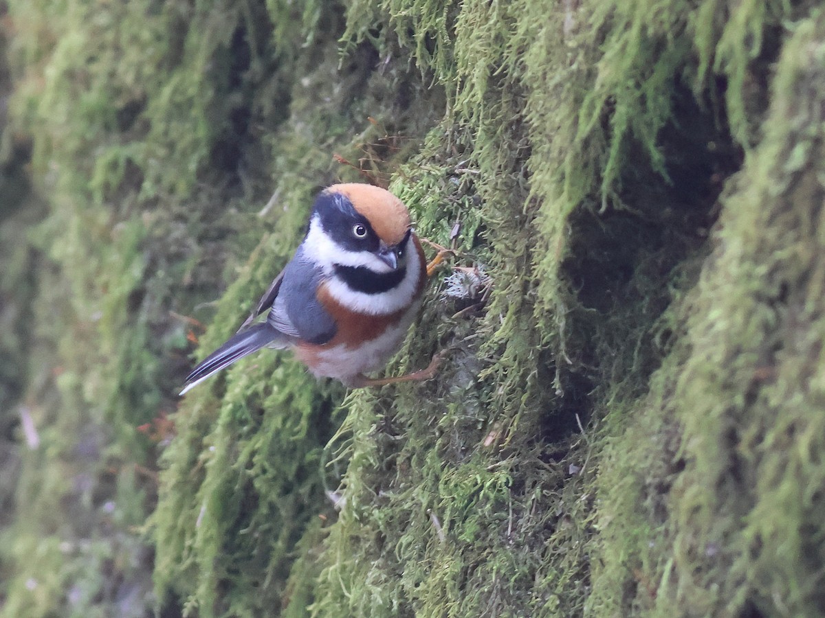 Black-throated Tit (Black-throated) - Toby Austin