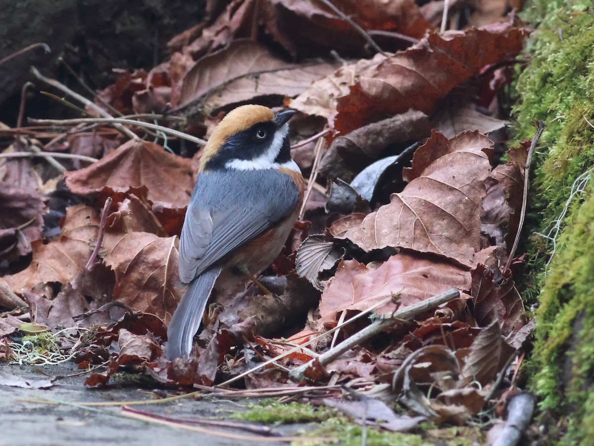 Black-throated Tit (Black-throated) - ML618269807