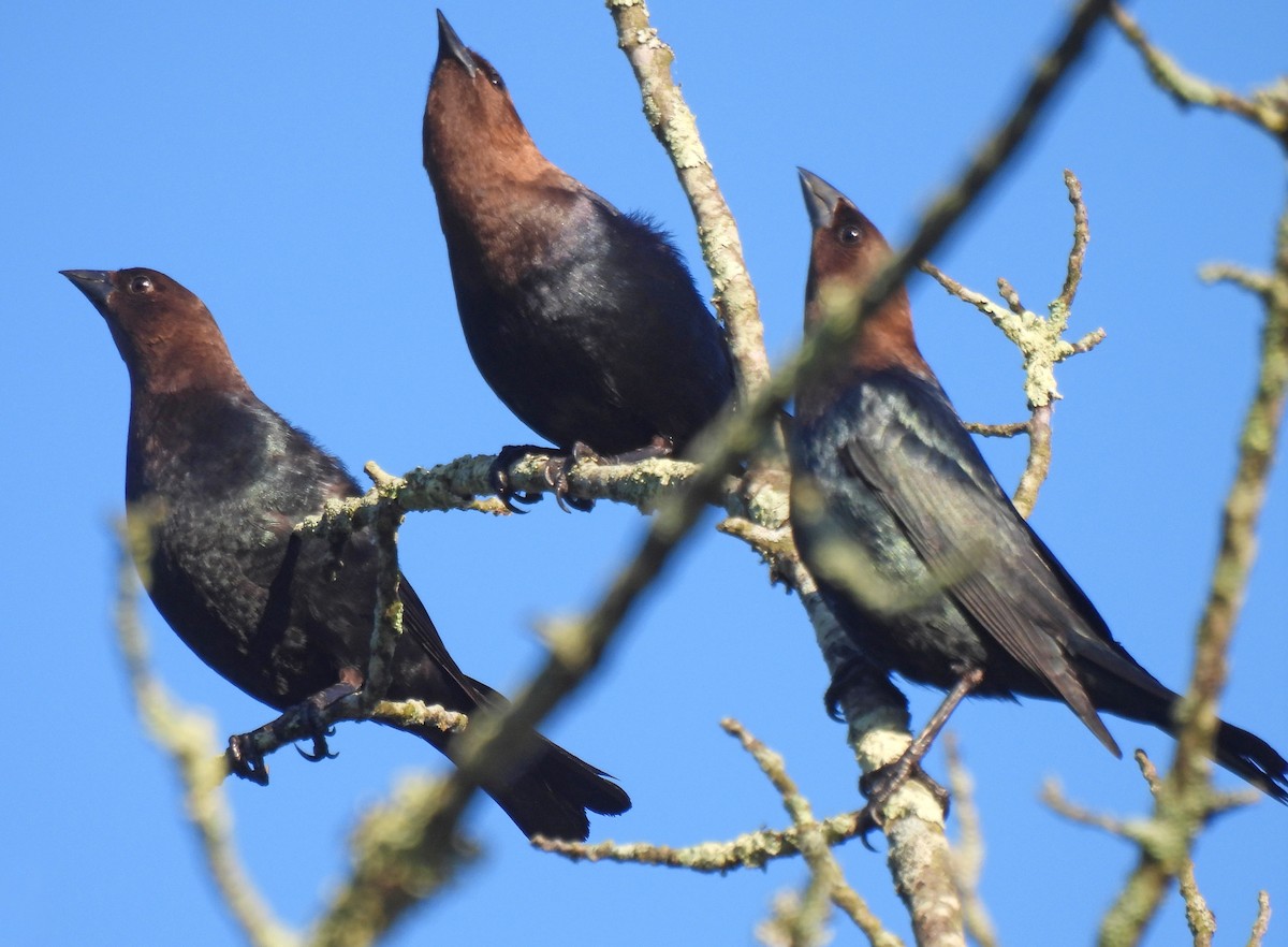 Brown-headed Cowbird - Nicole H