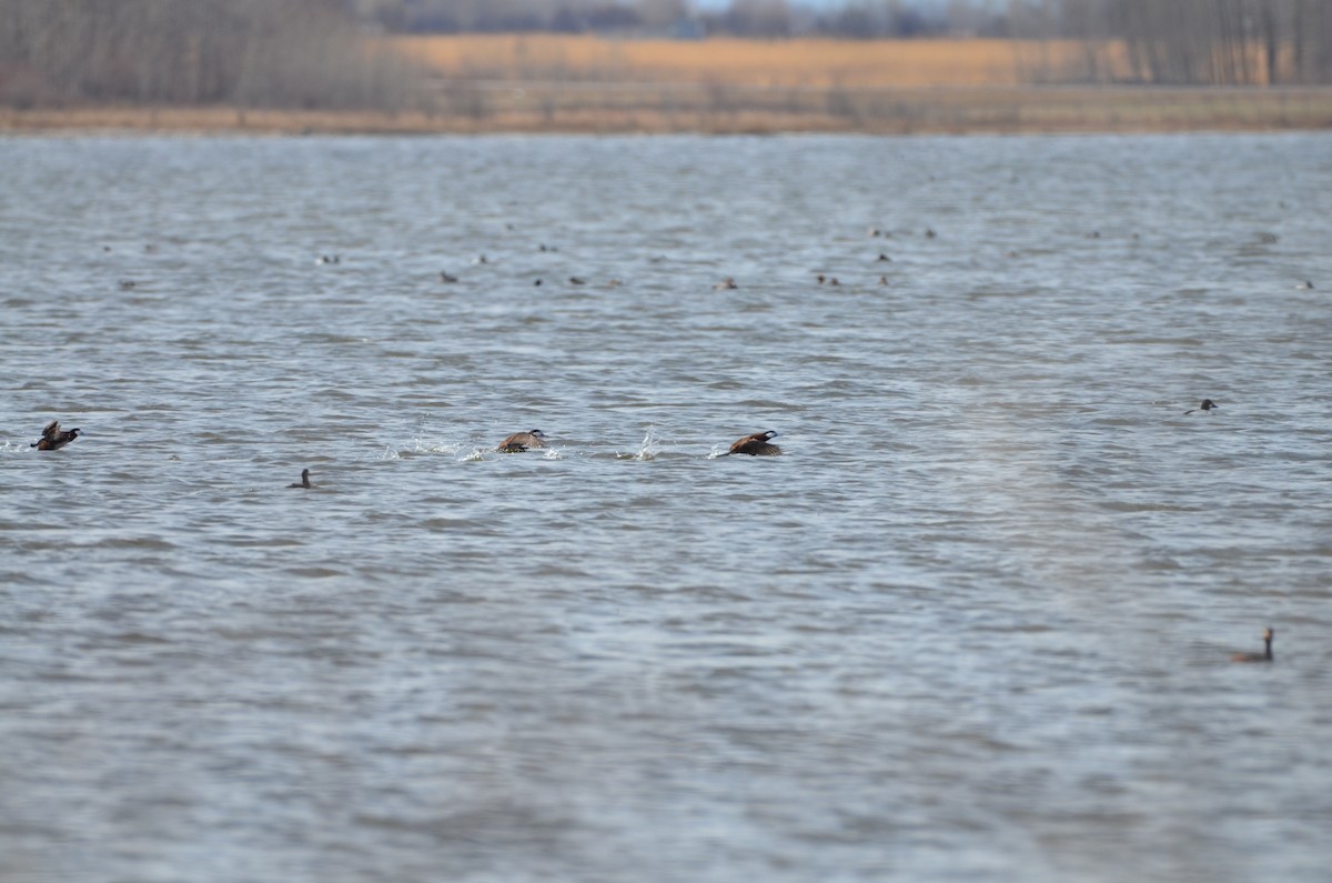 Ruddy Duck - Carmen Tavares