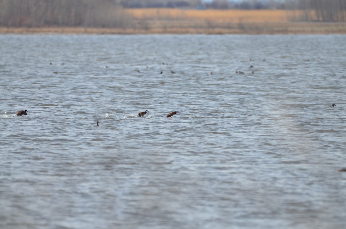 Ruddy Duck - Carmen Tavares