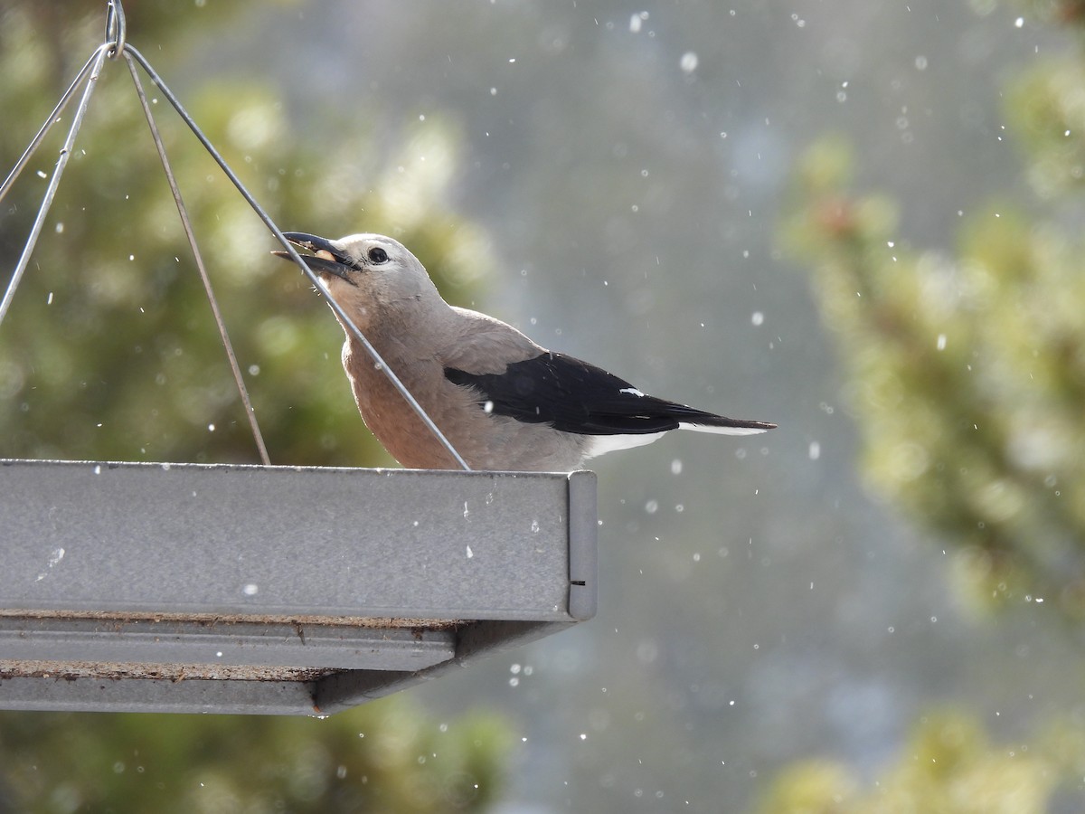 Clark's Nutcracker - ML618269866