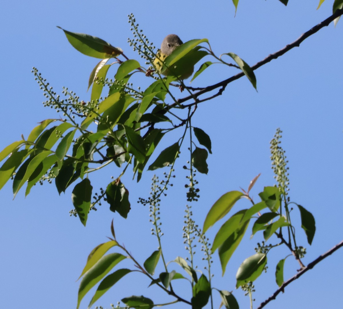 Nashville Warbler - Santo A. Locasto