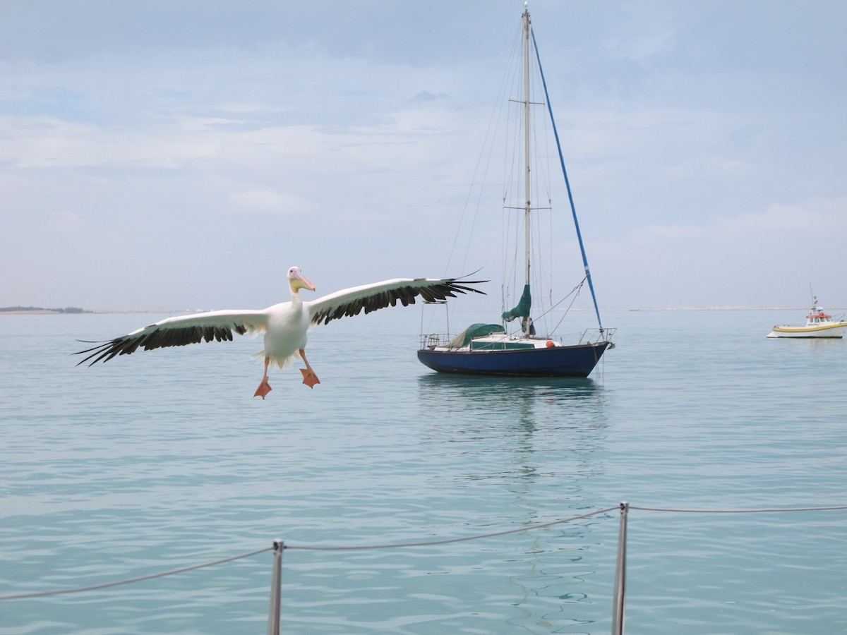 Great White Pelican - Roger Hurt