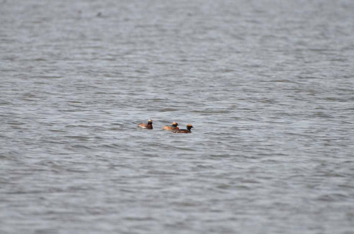 Horned Grebe - Carmen Tavares