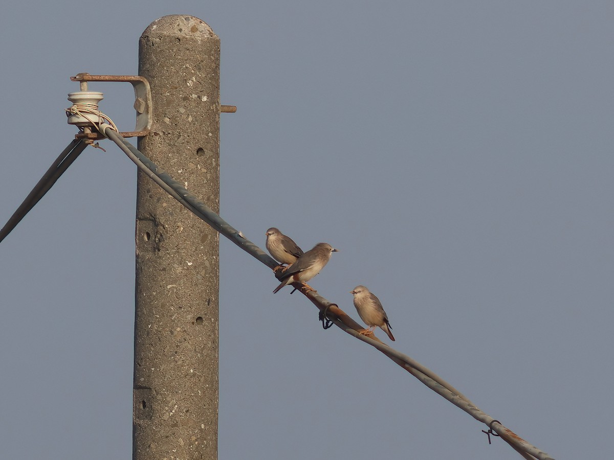 Chestnut-tailed Starling - Toby Austin