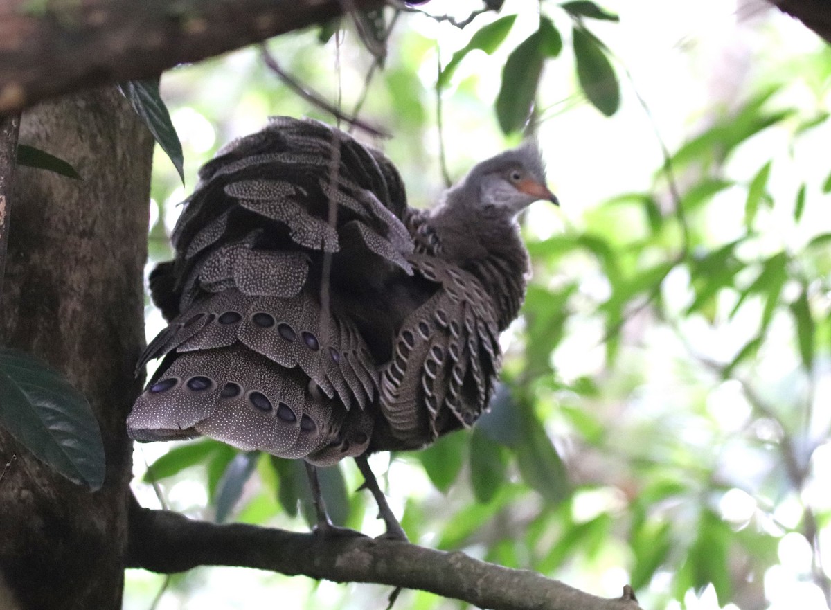 Gray Peacock-Pheasant - ML618269904