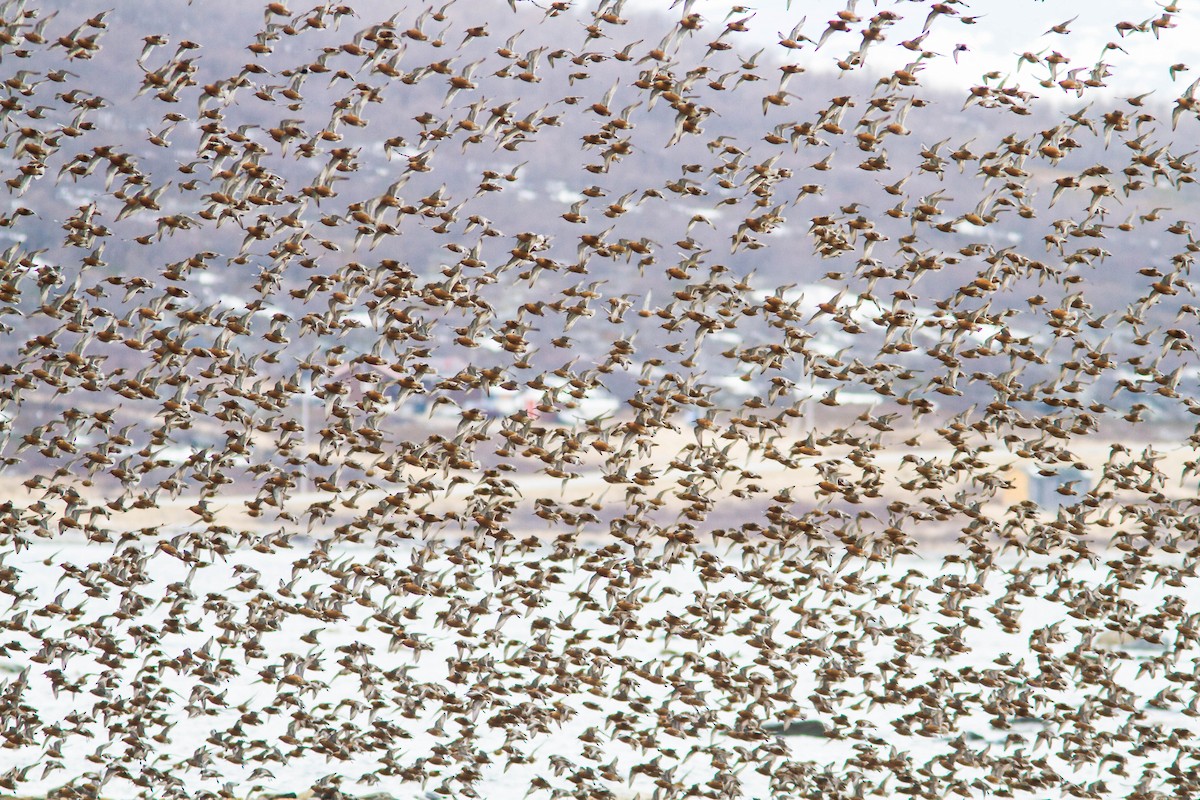 Red Knot - Anonymous