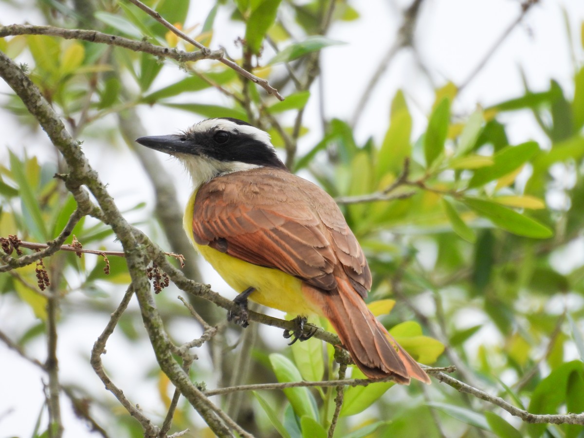 Great Kiskadee - ML618269919