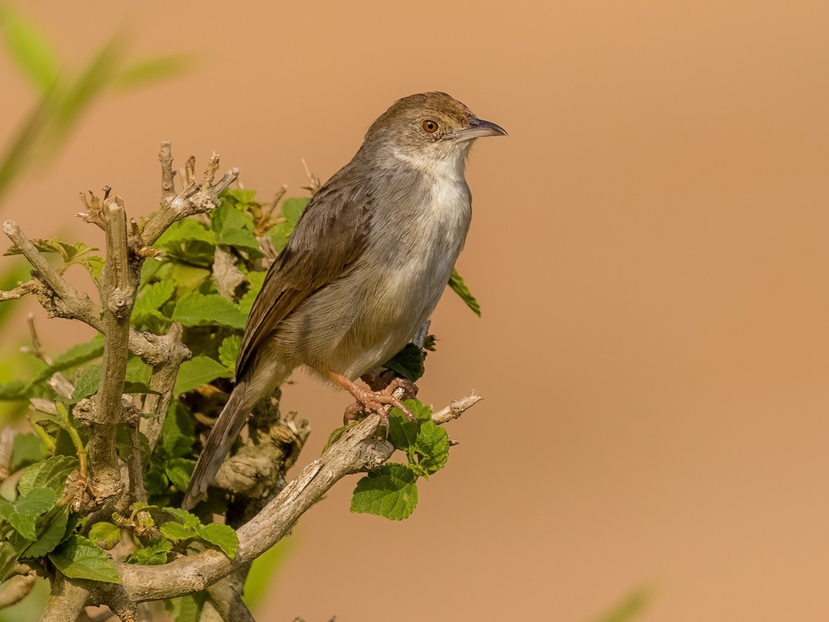 Trilling Cisticola