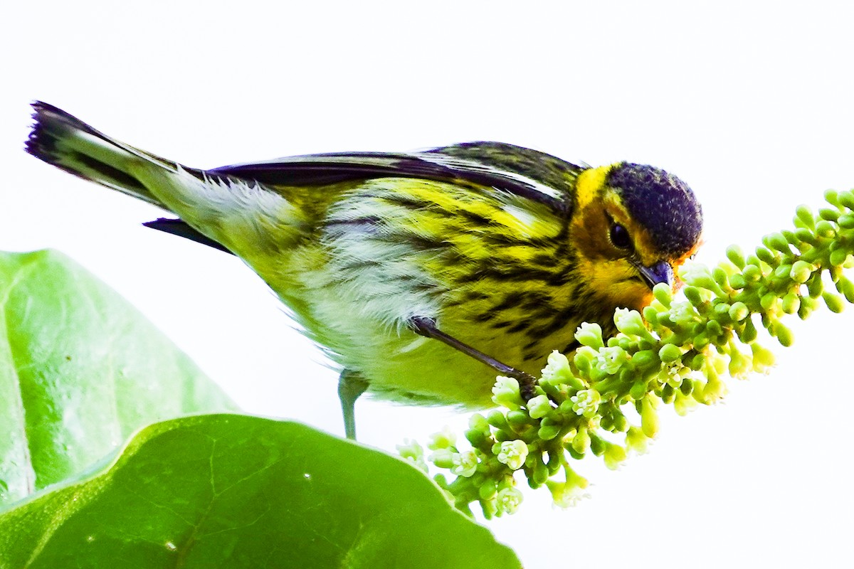 Cape May Warbler - ML618269928