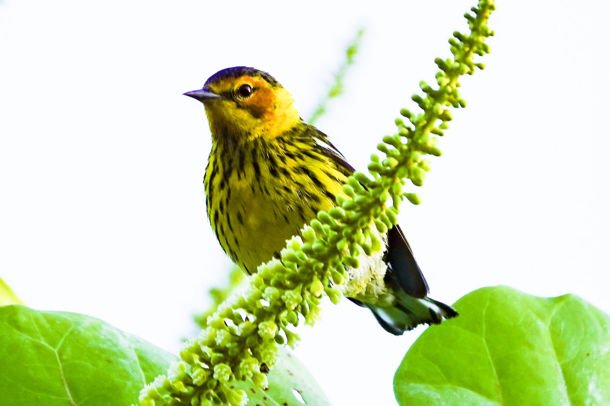 Cape May Warbler - ML618269929