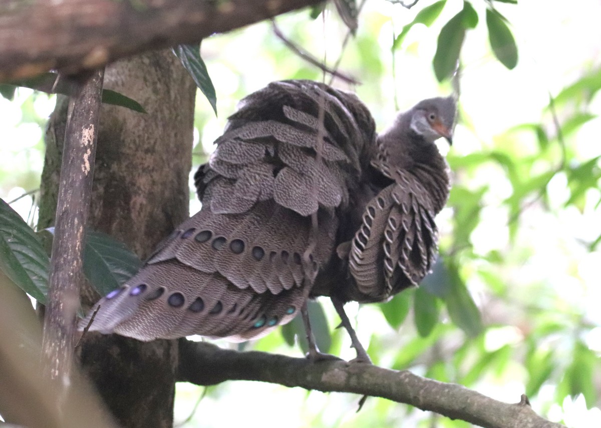 Gray Peacock-Pheasant - ML618269932