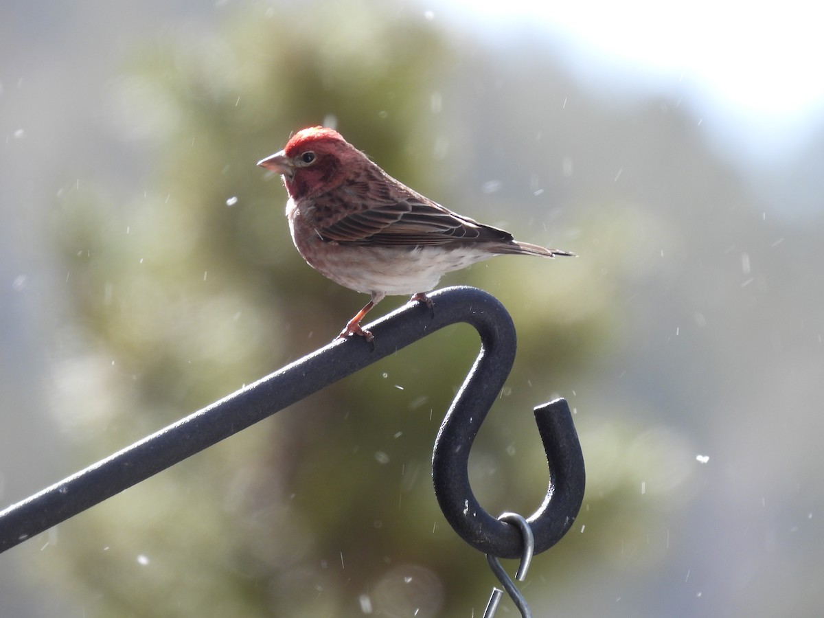 Cassin's Finch - ML618269948