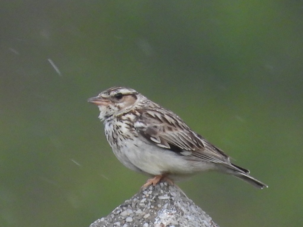 Wood Lark - Scott Fox