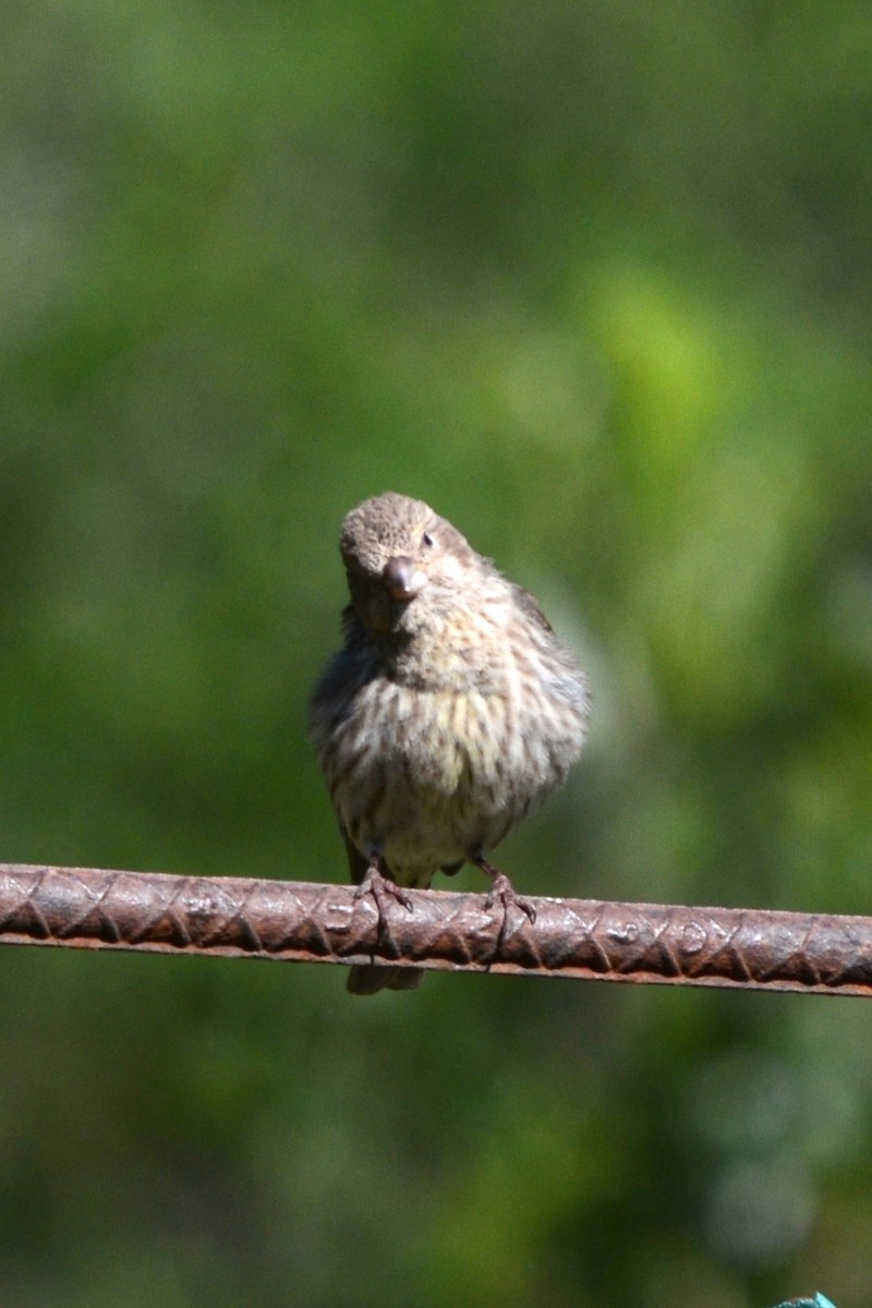 House Finch - Laura M.