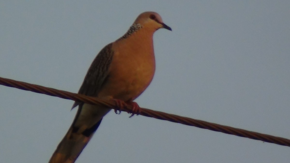 Spotted Dove - Sudha Parimala
